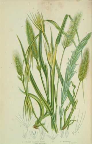 Holcus - Hordeum murinum - заячий (мышиный) ячмень